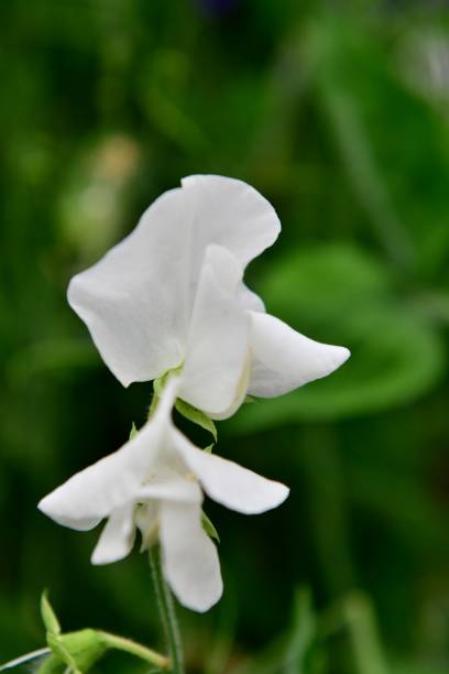 сладкий гороховый цветок - pea flower стоковые фото и изображения