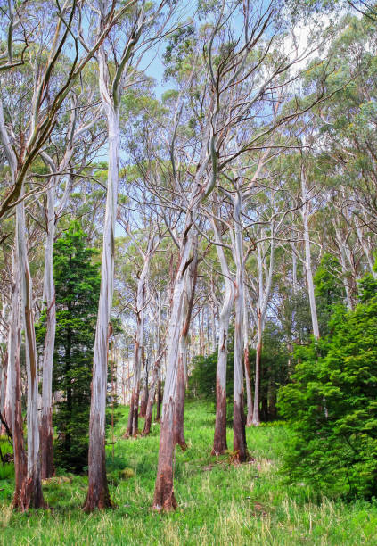 Eucalypt forest in the Yarra Ranges National Park, Victoria, Australia.