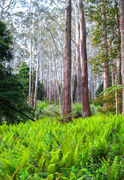 istock Eucalypt Forest in the Yarra Ranges National Park 978430092