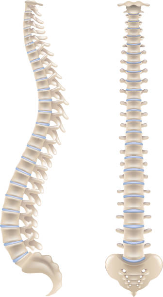 흰색 벡터에 고립 된 척추 뼈 - human bone the human body healthcare and medicine human skeleton stock illustrations