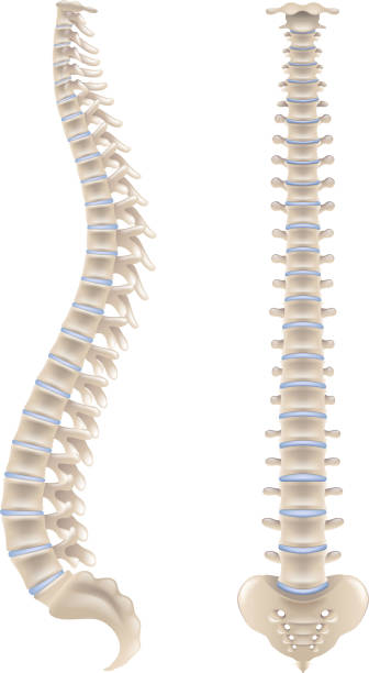 Spine bones isolated on white vector Spine bones isolated on white photo-realistic vector illustration spinous process stock illustrations