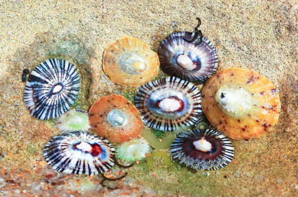 Colorful limpets in a tidepool at Barwon Heads, Australia.