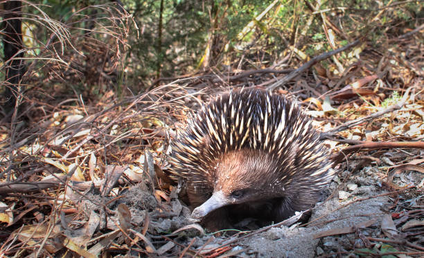 An Adult Short-beaked Echidna