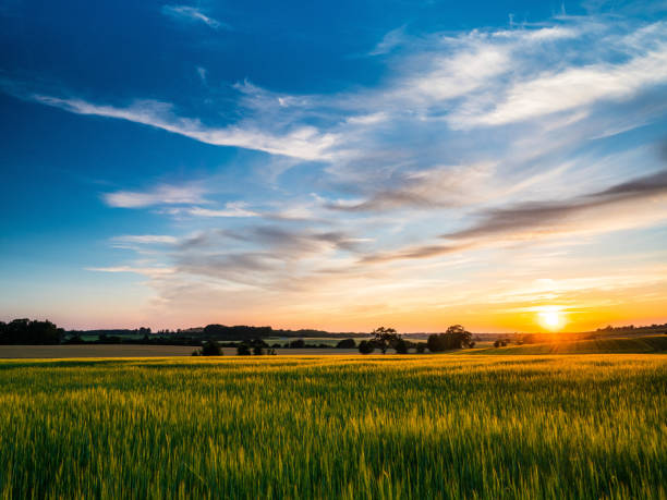 sonnenuntergang über landwirtschaftliche flächen in barrow suffolk england - east anglia fotos stock-fotos und bilder