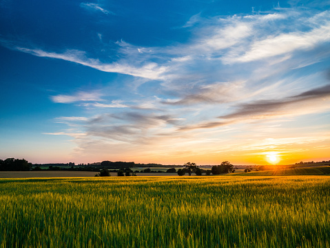 Field of dry yellow grass in warm sunlight at sunset in autumn