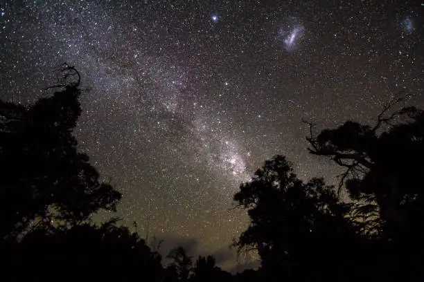 Long exposure of the night sky showing the clouds of the Milky Way Galaxy, the Large Magellanic Cloud satellite galaxy, and thousands of stars, as seen over the trees in the Wilsons Promontory National Park, Victoria, Australia.