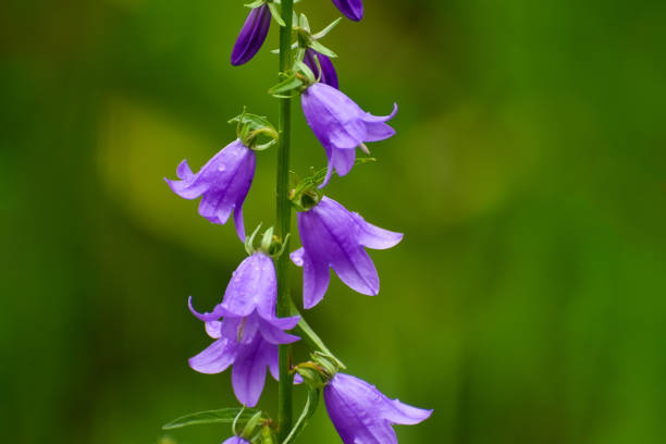 istock Blooming blue Creeping bellflower or rampion bellflower (Campanula rapunculoides) 978433536
