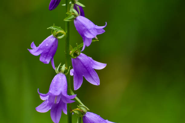 istock Blooming blue Creeping bellflower or rampion bellflower (Campanula rapunculoides) 978433540
