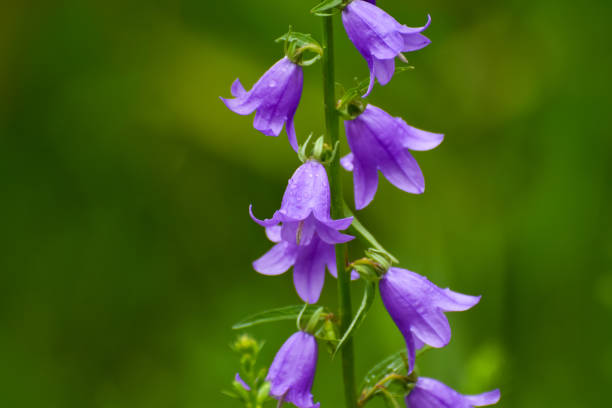 istock Blooming blue Creeping bellflower or rampion bellflower (Campanula rapunculoides) 978433550