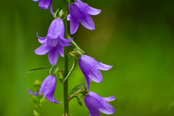 istock Blooming blue Creeping bellflower or rampion bellflower (Campanula rapunculoides) 978433562