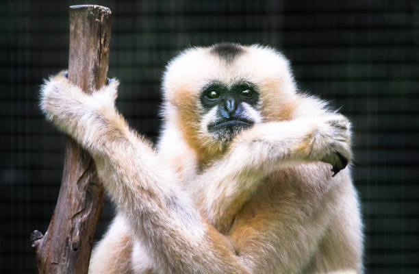 A female white-cheeked gibbon (Nomascus leucogenys) clutching a tree.
