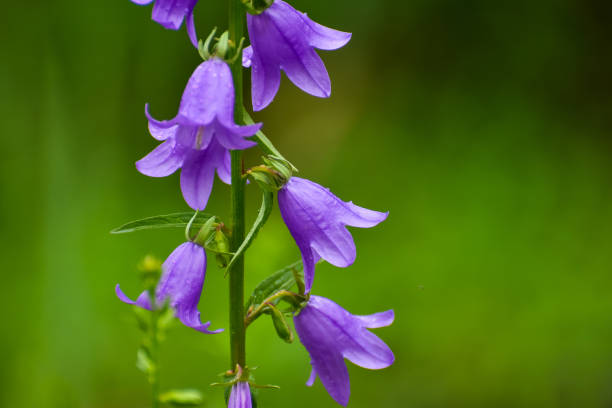 istock Blooming blue Creeping bellflower or rampion bellflower (Campanula rapunculoides) 978433604
