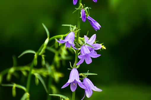 Purple flower in flowerbed. Selective focus on foreground. \