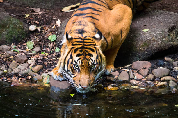 istock An Adult Sumatran Tiger 978433676