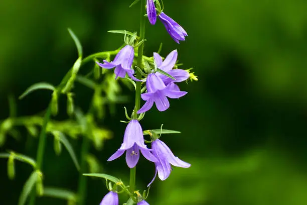 Blooming blue Creeping bellflower or rampion bellflower (Campanula rapunculoides) in the field (garden). Beautiful blue Creeping bellflower.