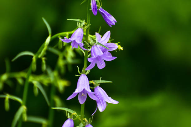 floração azul creeping campânula ou bellflower rampion (campanula rapunculoides) - campanula - fotografias e filmes do acervo