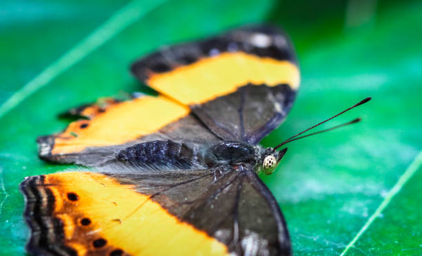 istock Closeup of an Australian Lurcher Butterfly 978433792