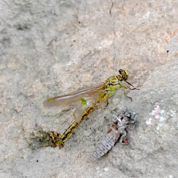 the birth of a green dragonfly from the larvae closeup