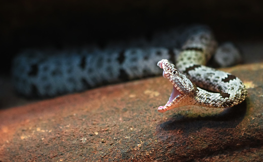 Una serpiente de cascabel de la roca muestra sus colmillos photo