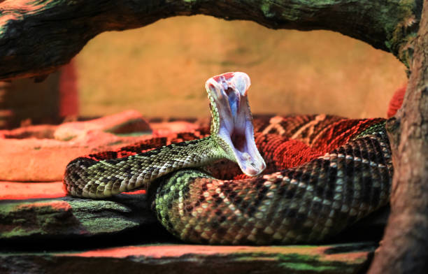 un adulto serpiente de cascabel de diamondback del este muestra sus colmillos - snake rattlesnake poisonous organism fang fotografías e imágenes de stock