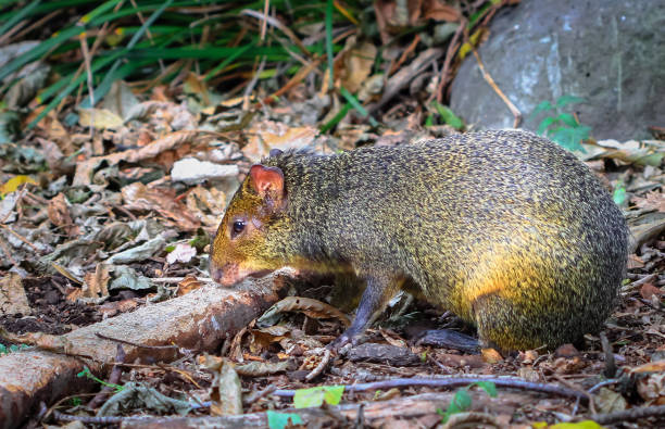 An Adult Agouti Foraging on the Ground An adult agouti (Dasyprocta sp.) foraging on the ground. dasyprocta stock pictures, royalty-free photos & images