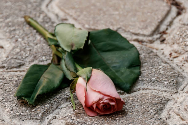 istock A bud of a pink rose with leaves 978436786