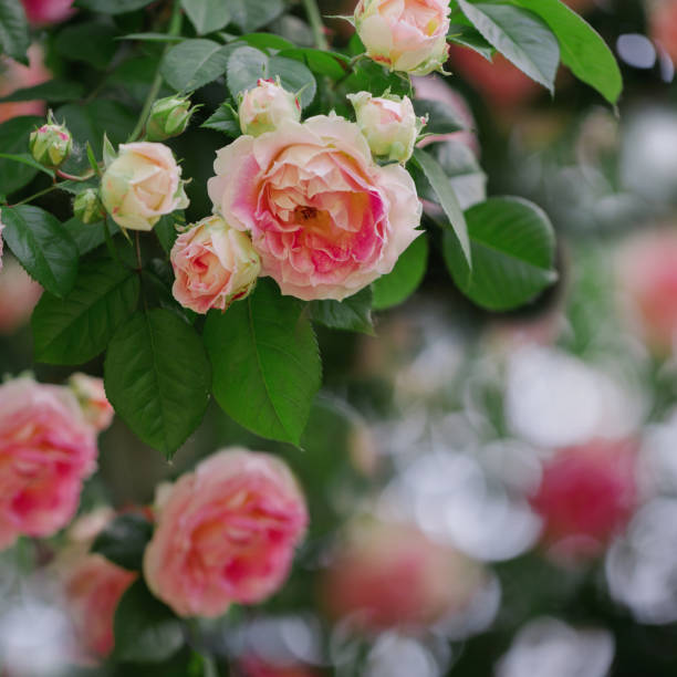 istock Beautiful pink roses in a summer garden. 978441940