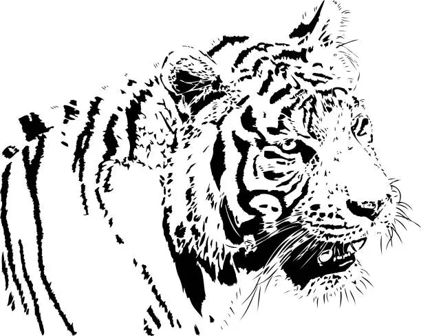 Vector illustration of Bengal tiger portrait in black lines