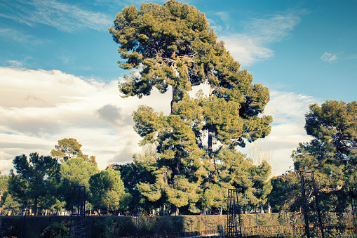 Pines in famous park of madrid. Retiro Park