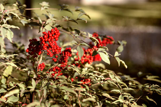 fruta vermelha ensolarada no arbusto aucuba japonica - loureiro do japão - fotografias e filmes do acervo