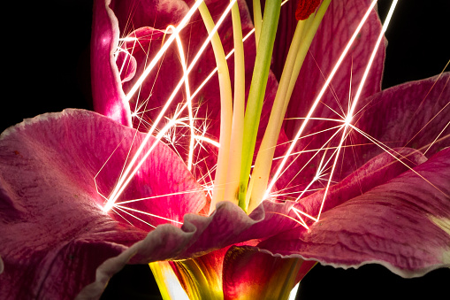 Large sparks rain down on an oriental lily (Lilium sp.) and bounce around on the petals.
