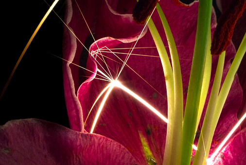 Large sparks rain down on an oriental lily (Lilium sp.) and bounce around on the petals.