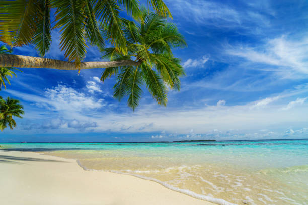 istock Beautiful beach with palm trees and clearly blue sky 978458982