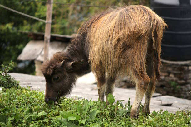 Calf, Animal,Annapurna, Nepal, Asia, Himalayas