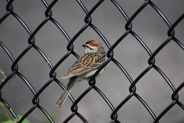 istock American Tree Sparrow (Spizella arborea) Perched on black, chain-link fence 978477070