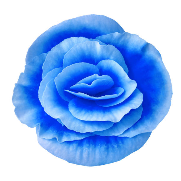 istock Flower blue begonia  isolated on white background. Close-up. Element of design. 978481508