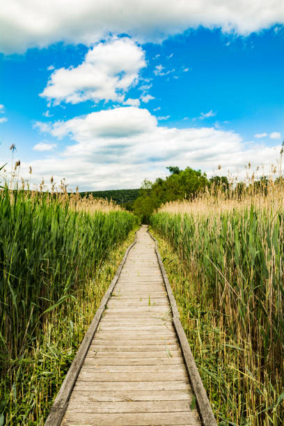 appalachian tail boardwalk - adirondack chair stock-fotos und bilder