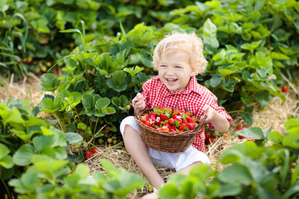 istock Kids pick strawberry on berry field in summer 978481726
