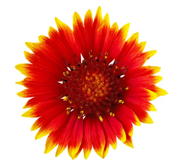Flower red yellow gaillardia  isolated on a white  background. Close-up. Element of design.