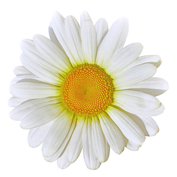 istock Flower yellow  white daisy isolated on white background. Close-up. Element of design. 978483850