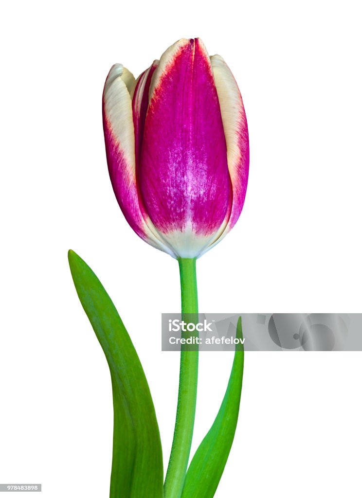 Photo libre de droit de Une Fleur De Tulipe Mauve Et Blanc Isolée Sur Fond  Blanc Gros Plan Bourgeon De Fleur Sur Une Tige Verte Avec Feuilles banque  d'images et plus d'images
