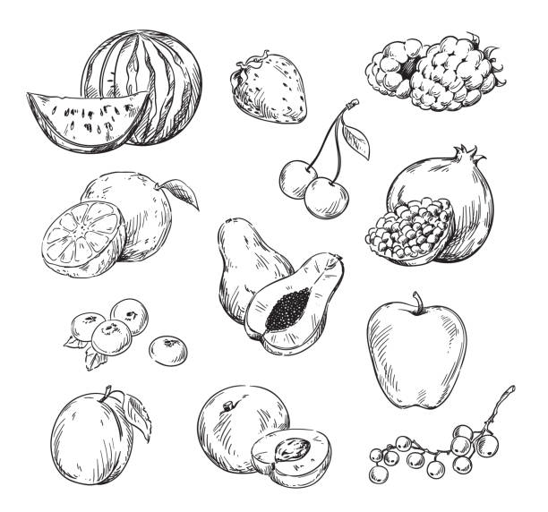 ilustrações de stock, clip art, desenhos animados e ícones de vector line drawing of various fruits - watermelon melon vector vegetable