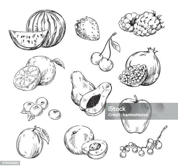 Vector Line Drawing Of Various Fruits Stock Illustration - Download Image Now - Illustration, Line Art, Cherry