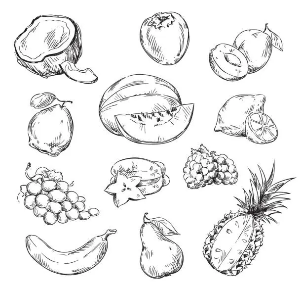 Vector illustration of Vector line drawing of various fruits
