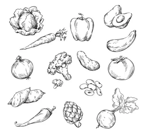 Vector illustration of Vector line drawing of various vegetables