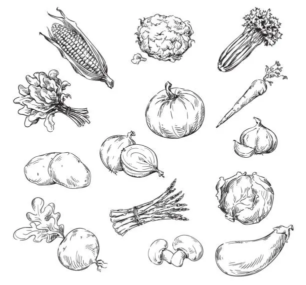 Vector illustration of Vector line drawing of various vegetables