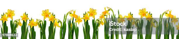 Daffodils - カットアウトのストックフォトや画像を多数ご用意 - カットアウト, カラー画像, クローズアップ