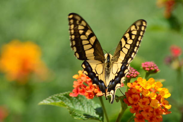 istock Yellow and black butterfly closeup 978496584