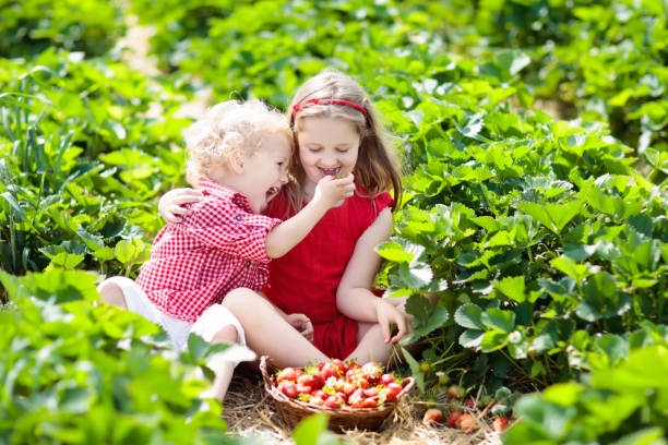 istock Kids pick strawberry on berry field in summer 978499200