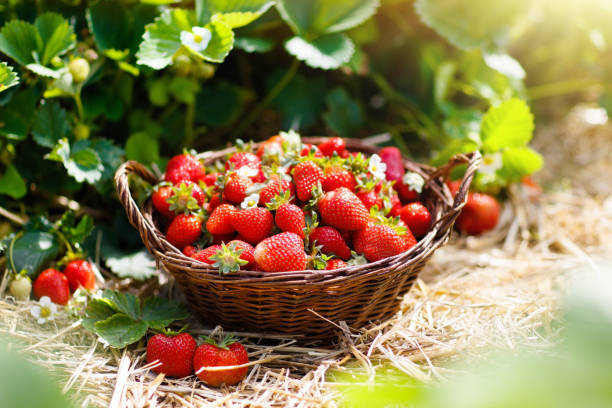 champ de fraisiers sur exploitation fruitière. berry dans le panier. - fraise photos et images de collection